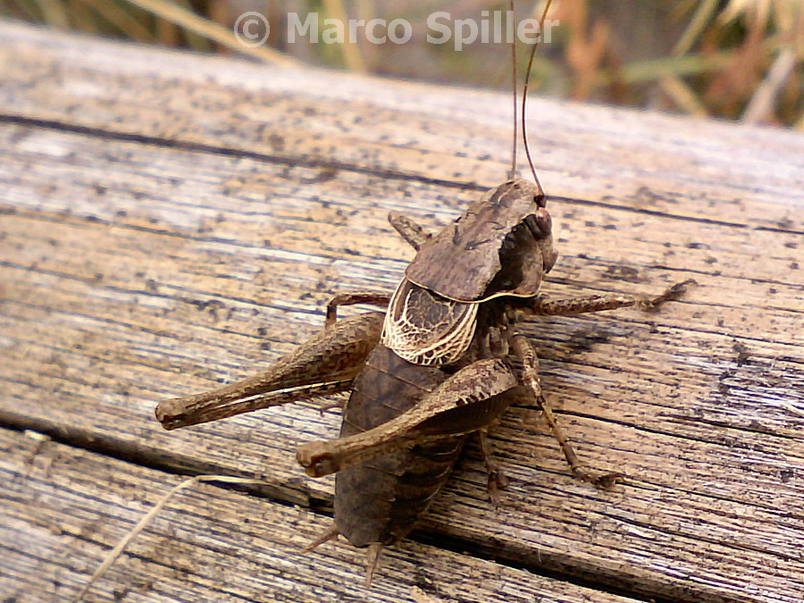 Pholidoptera griseoaptera